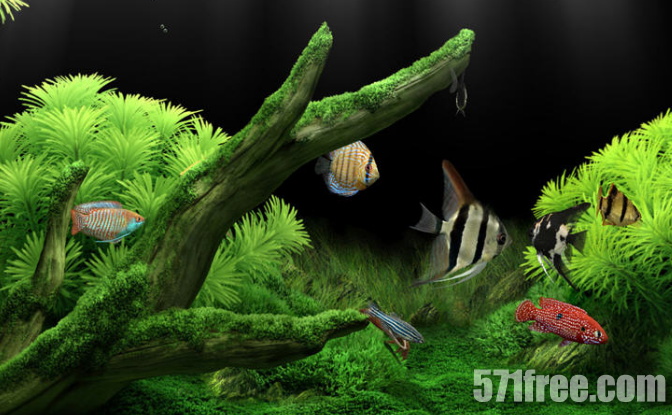 带螃蟹可以喂鱼的水族箱屏保：梦幻水族馆dream aquariumv1.234